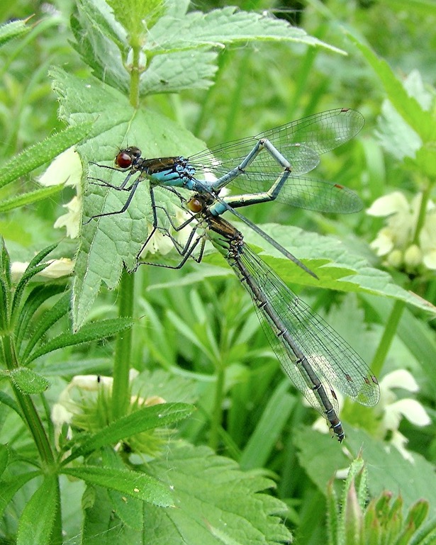 red-eyed damselflies
